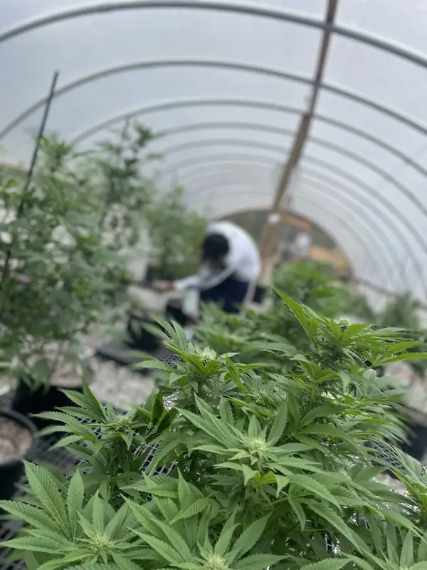 Greenhouse canopy in flower