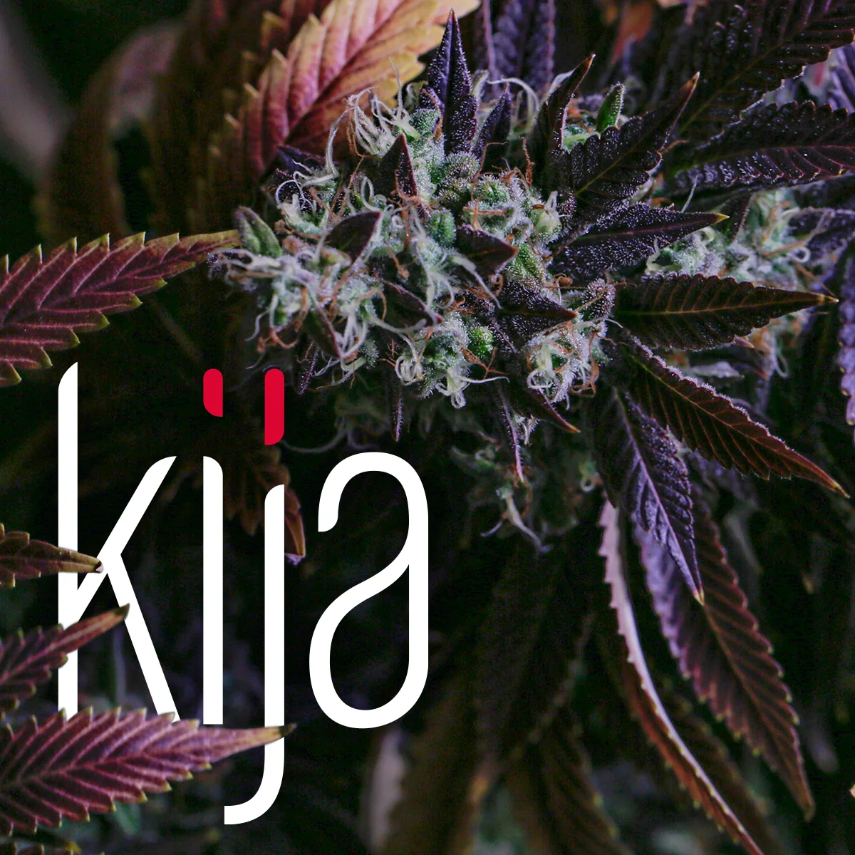 Purple cannabis flower with the kija wordmark
